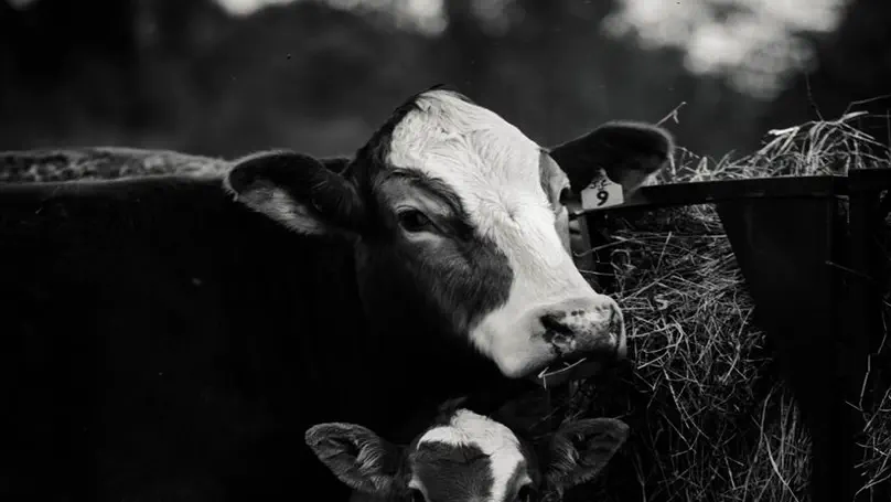 Extending Cow Longevity on Dairy Farms by Improving Calf Management Practices in the First Year of Life